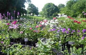 plant fair,plants,accesories,stall,sale,flowers,outdoors