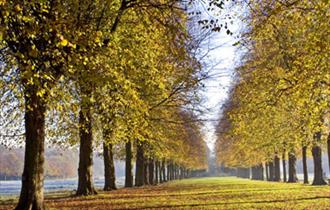 Stunning tree lined avenue at Marbury country Park
