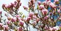 Ness Botanic Gardens - Outstanding award-winning botanic gardens,spring,walk,flowers,