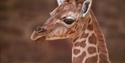 Giraffe Calf at Chester Zoo