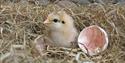 Hatched chick - Tatton Park