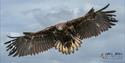 Gauntlet Bird of Prey, Eagle and Vulture Park, Cheshire