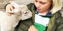 Yew Tree Farm Holidays, lambs