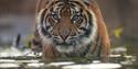 Sumatran tiger Kasarna at Chester Zoo