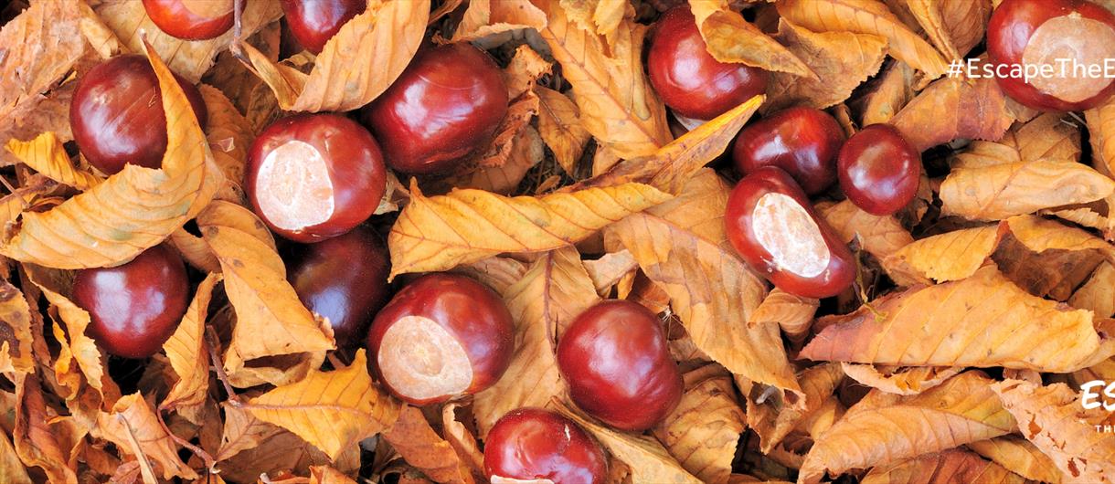 Where to go Conker Picking in Cheshire this Autumn