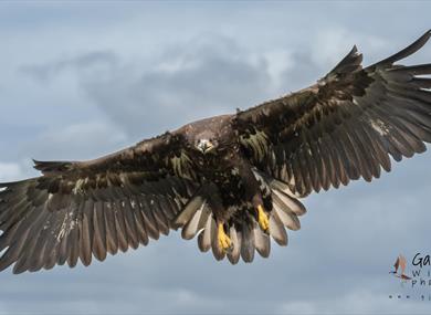 Gauntlet Bird of Prey, Eagle and Vulture Park, Cheshire