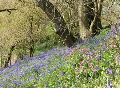 Bluebells at The Lovell Quinta Arboretum
