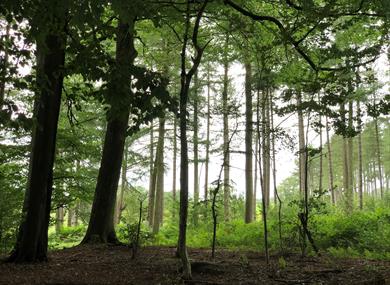 Delamere Forest