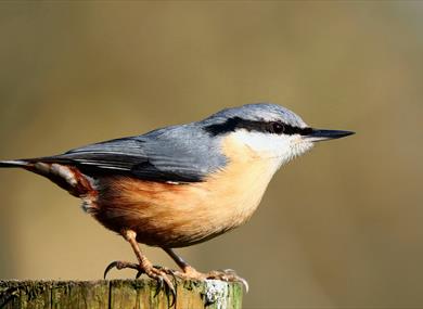 Widllife and nature walks at Quarry Bank