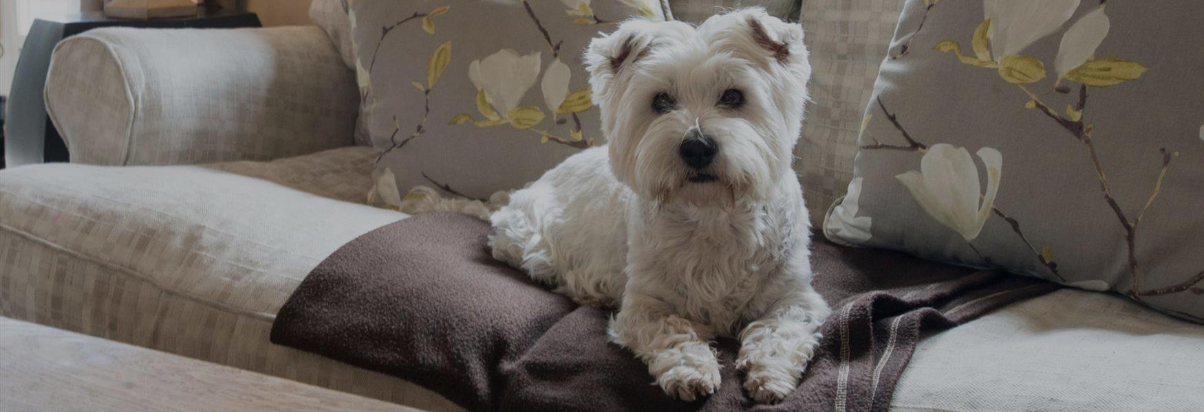 Dog Friendly Combermere Abbey Cottages