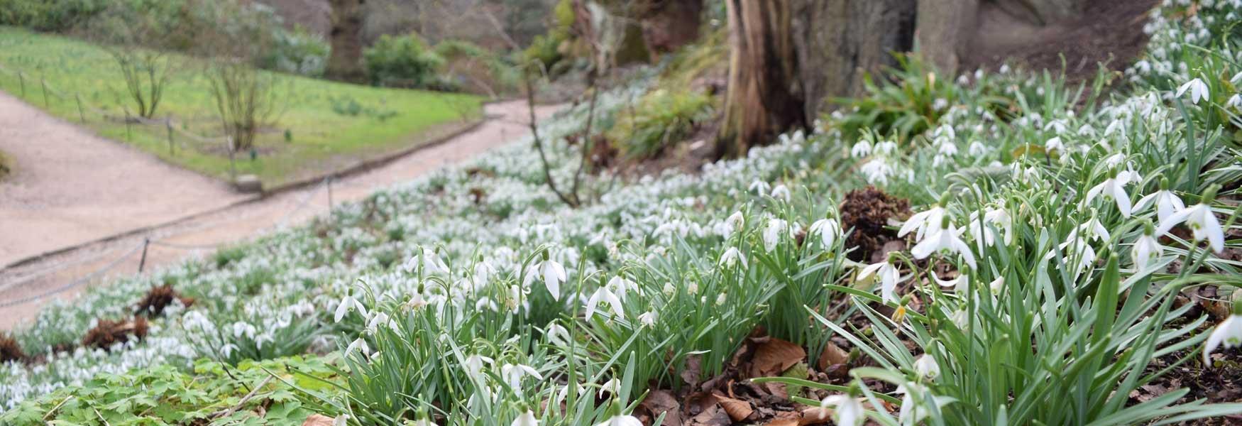 Snowdrops at National Trust Quarry Bank. Credit National Trust
