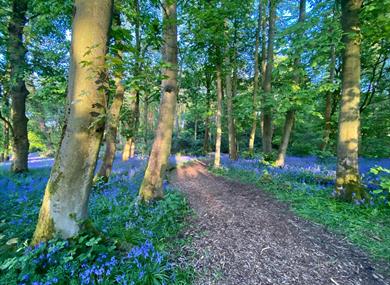Bluebell walks,flowers,trails,rode hall,cheshire,great outdoors