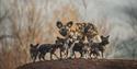African painted dog pups at Chester Zoo
