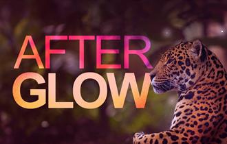 After Glow at Chester Zoo