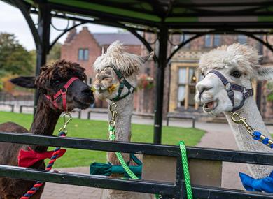 Alpacas at Walton Hall & Gardens. Credit Andy Gilbert