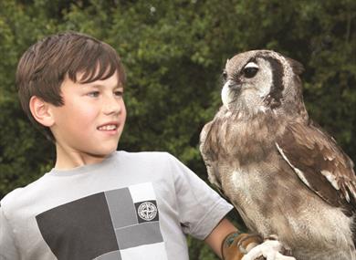 So many things to do and see at Blakemere Village including Falconry