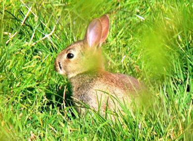 bunny hunt,story,walk,easter holidays,easter event,family friendly,norton priory museum & gardens