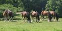 Brood mares at Cotebrook Shire Horse Centre
