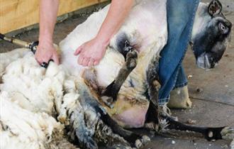 Sheep Shearing at the Farm