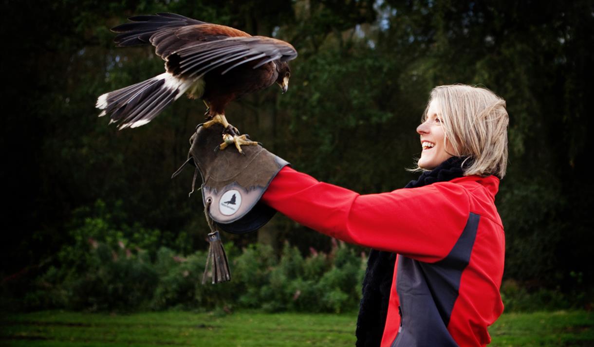 Enjoy a Meet the Birds experience at Cheshire Falconry