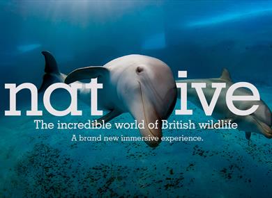 immersive, experience, short film, animals, British wildlife, family, event. attraction