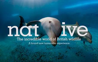 immersive, experience, short film, animals, British wildlife, family, event. attraction