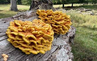 Fungal Foray in the Parkland