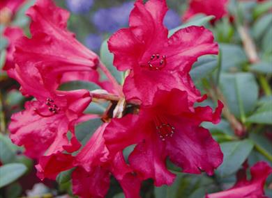 rhododendrons at cholmondeley castle gardens,spring plant fair,sale,plants,day out