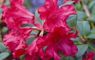 rhododendrons at cholmondeley castle gardens,spring plant fair,sale,plants,day out