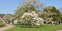 Blossoming trees in the parkland at Tatton Park