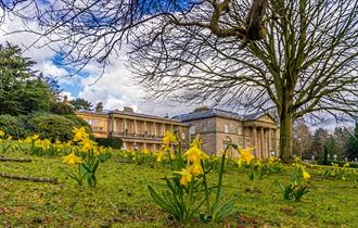 Daffodils in the Parkland at Tatton Park