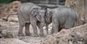 Baby Elephants at Chester Zoo