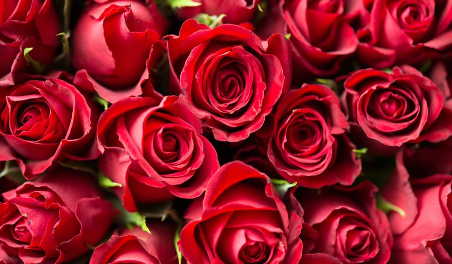 red roses,valentines,dinner,romance,pecks restaurant