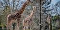 Giraffes, Chester Zoo