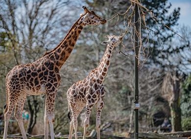 Giraffes, Chester Zoo