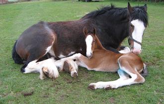 Cotebrook Charlie's Spirit and her new born foal Ben More - Cotebrook Shire Horse Centre

