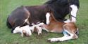 Cotebrook Charlie's Spirit and her new born foal Ben More - Cotebrook Shire Horse Centre

