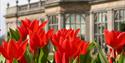 Tulips in bloom at Lyme