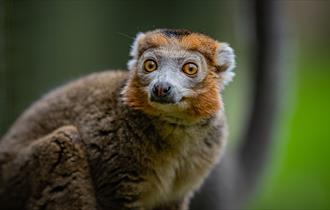 Lemur, Chester Zoo