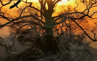 A tall leafless tree against sunset backdrop.
