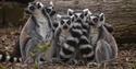 Family of Lemurs at Chester Zoo