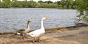 Shakerley Mere - Popular with anglers and bird watchers