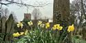 St Mary's Daffodils - Disley