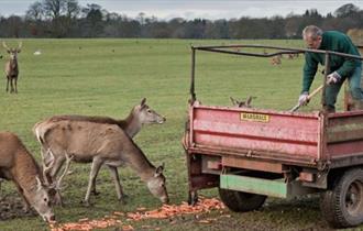 Deer Feed and Trailer Ride