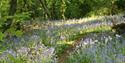 Stunning Bluebells at Bluebell Cottage Gardens