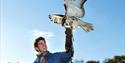 Meet a variety of birds at Cheshire Falconry