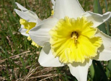 Daffodil,festival,cholondeley castle and gardens,outdoors,