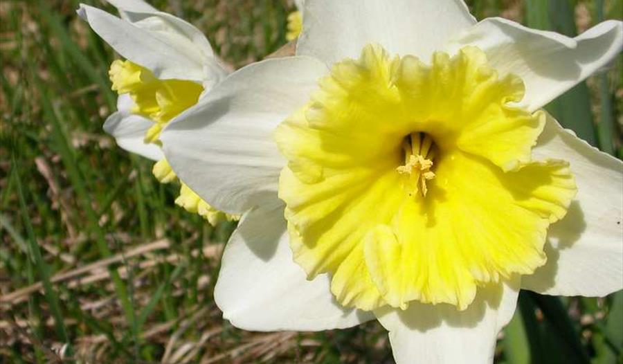 Daffodil,festival,cholondeley castle and gardens,outdoors,