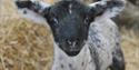 Meet our new lambs in Lambing Week