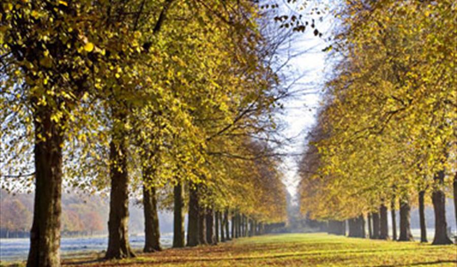 Stunning tree lined avenue at Marbury country Park